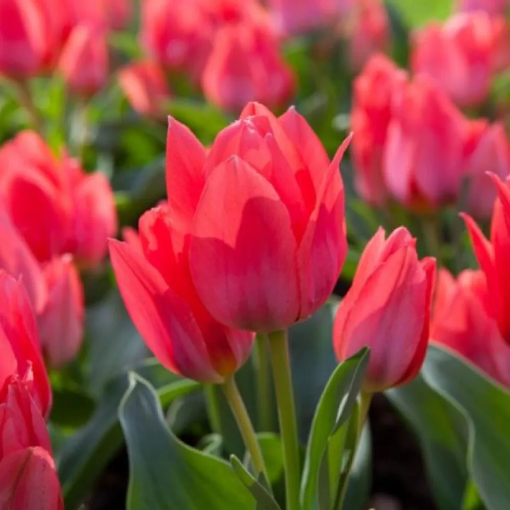 Tulipan Toronto (crveni)