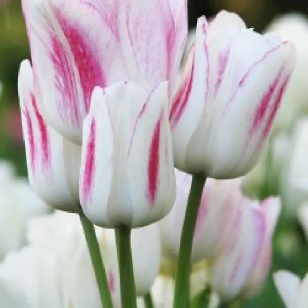 Tulipan Candy Club