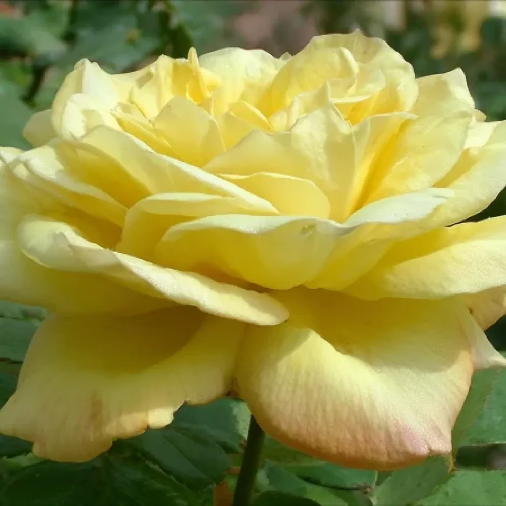 Ruža Radiant Gold (zlatna) - golog korijena