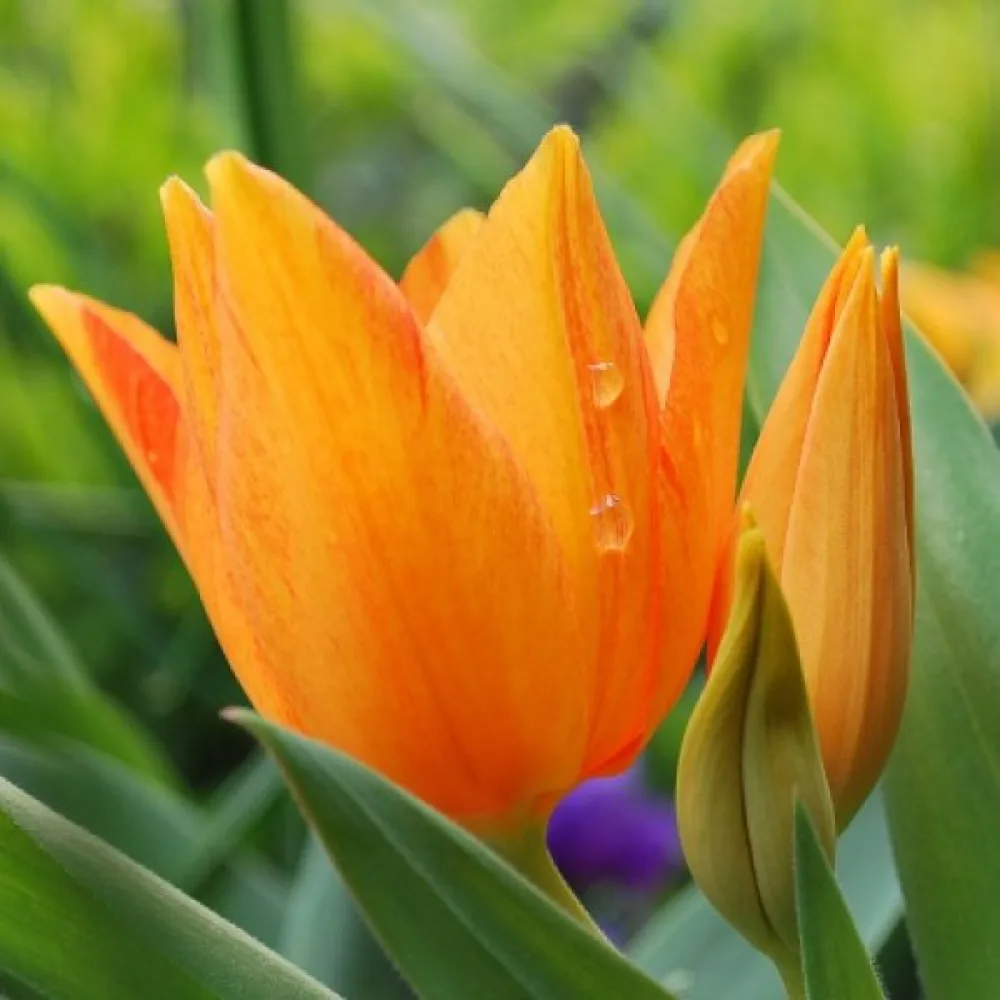 Tulipan Praestans Shogun (narančasti)