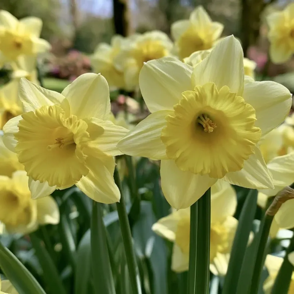 Narcis Pacific Hunter (krem)
