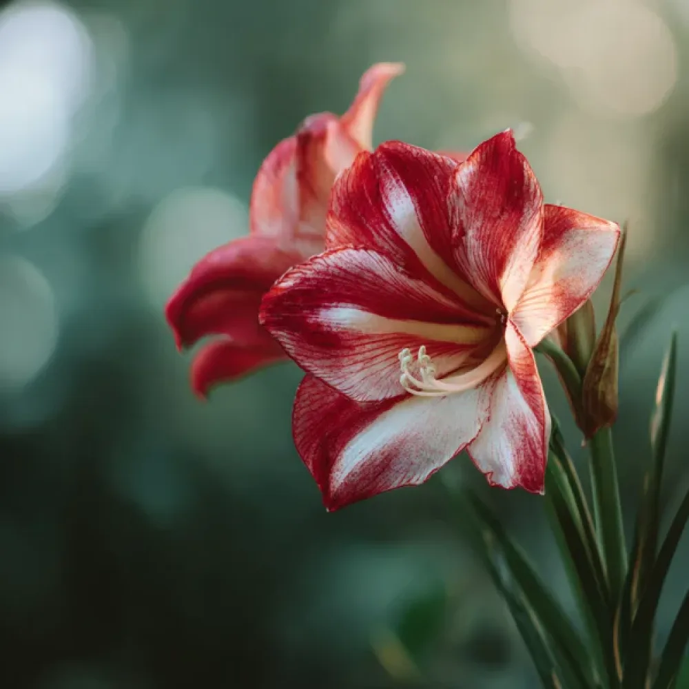 Amarilis Ambiance (crveni)