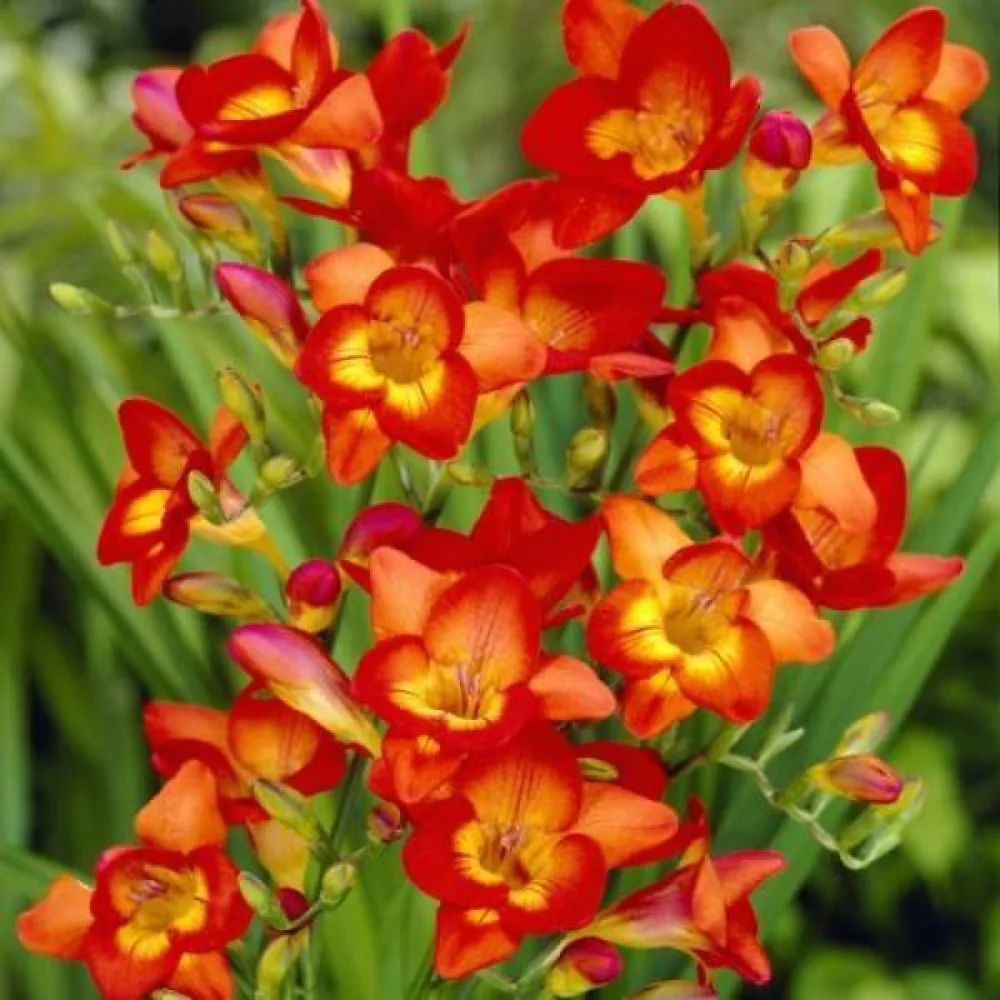 Frezija Single red (crvena jednostruka)