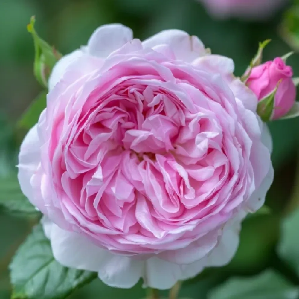 Ruža Pink Heart (ružičasta) - golog korijena