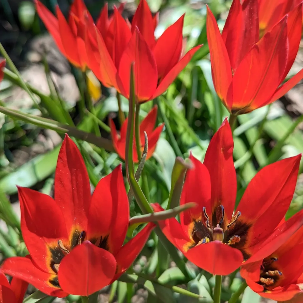 Tulipan Lizzy (ružičasti)