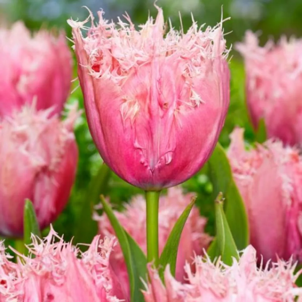 Tulipan Paleis Het Loo (kremasti)