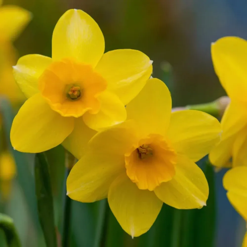 Narcis Barenwyn (kremasti)