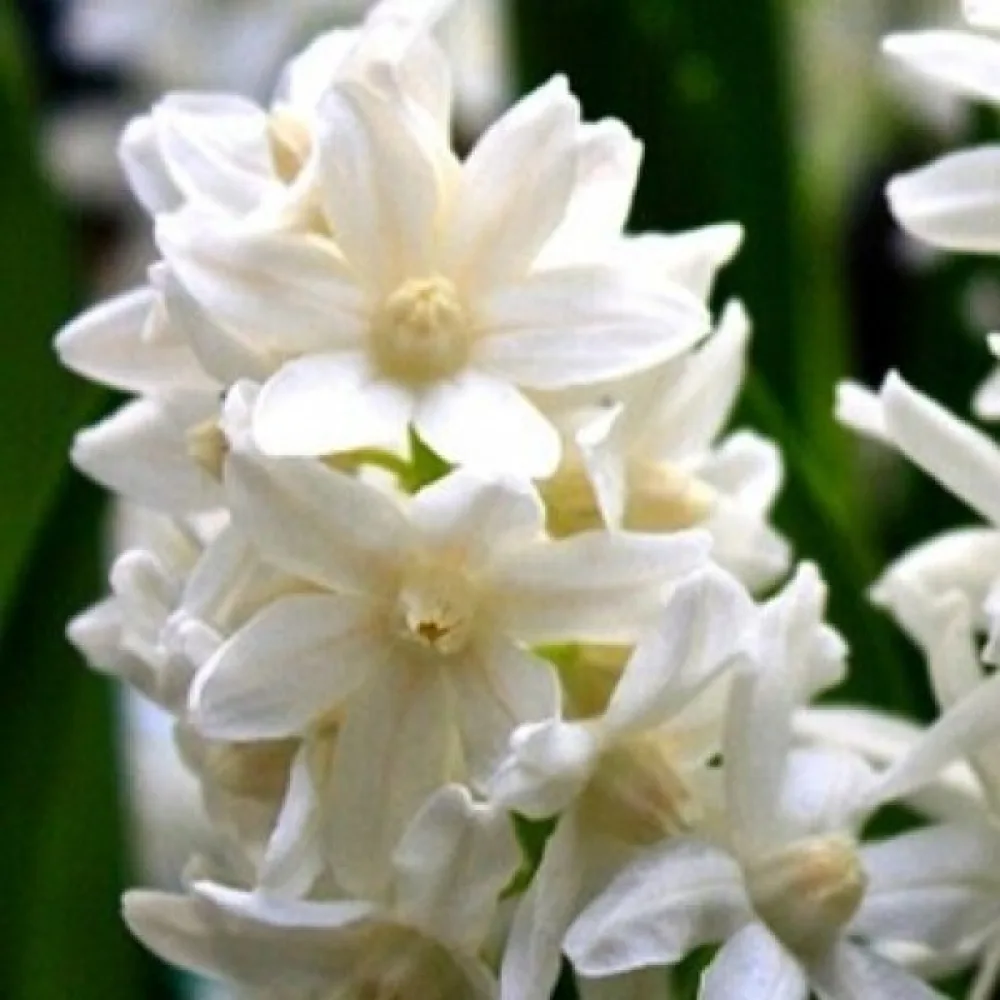 Puškinija alba (bijela)