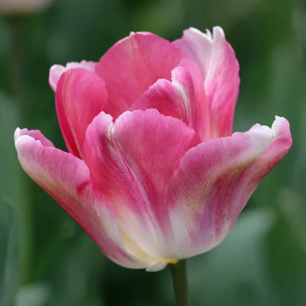 Tulipan Dynasty (ružičasti)