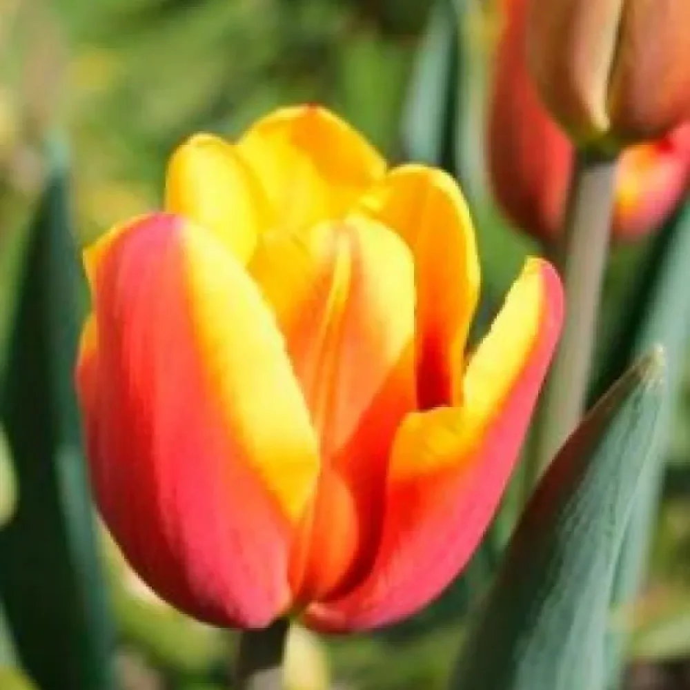 Tulipan Denmark (crveni)