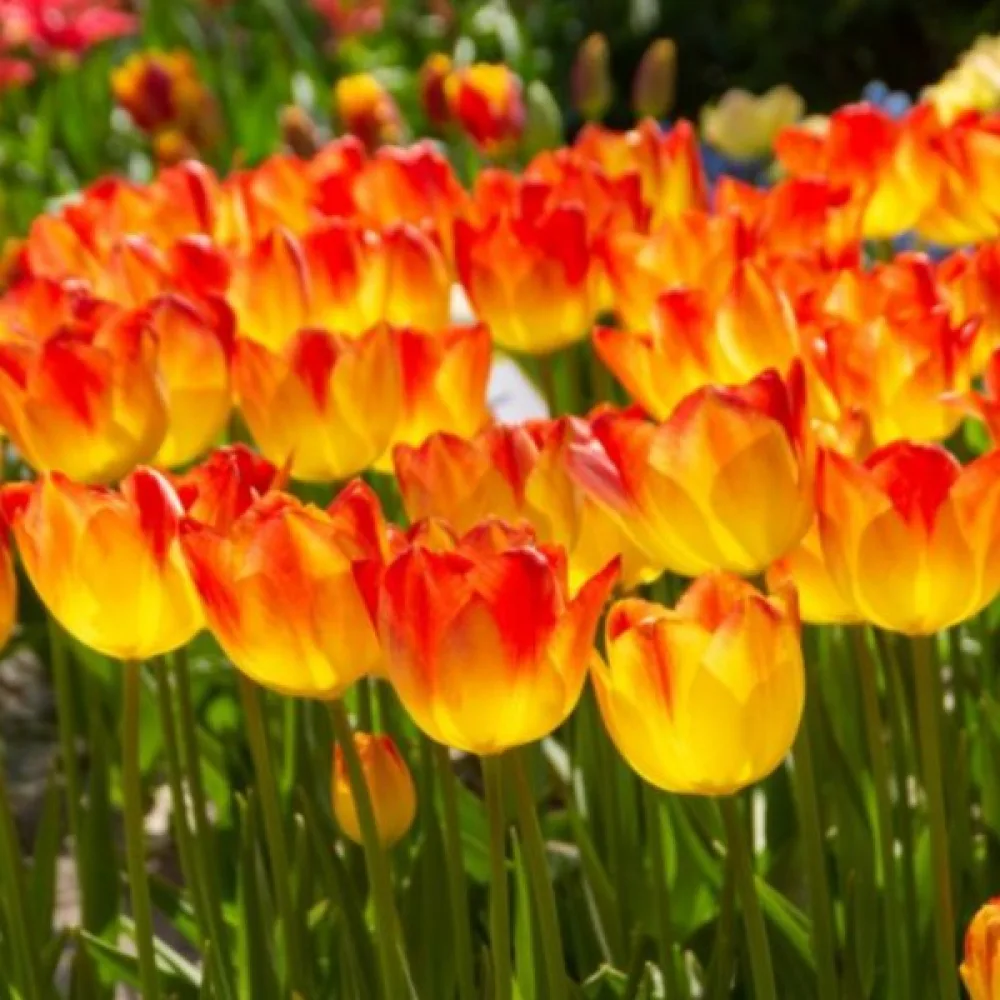 Tulipan Suncatcher