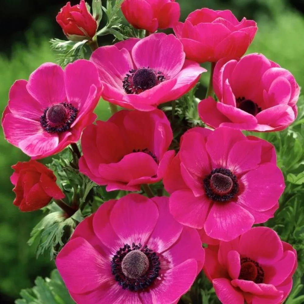 Anemona Sylphide de Caen Pink (ružičasta)