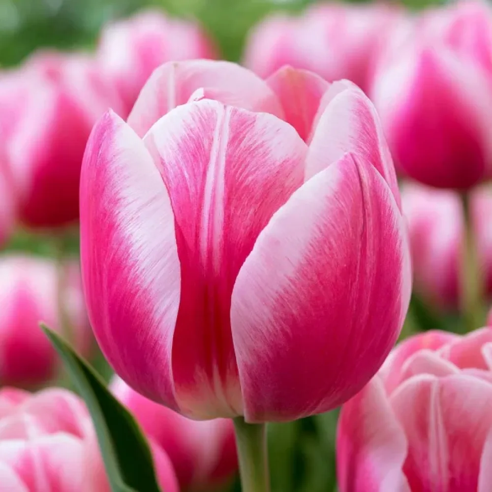 Tulipan Mata Hari (krem)