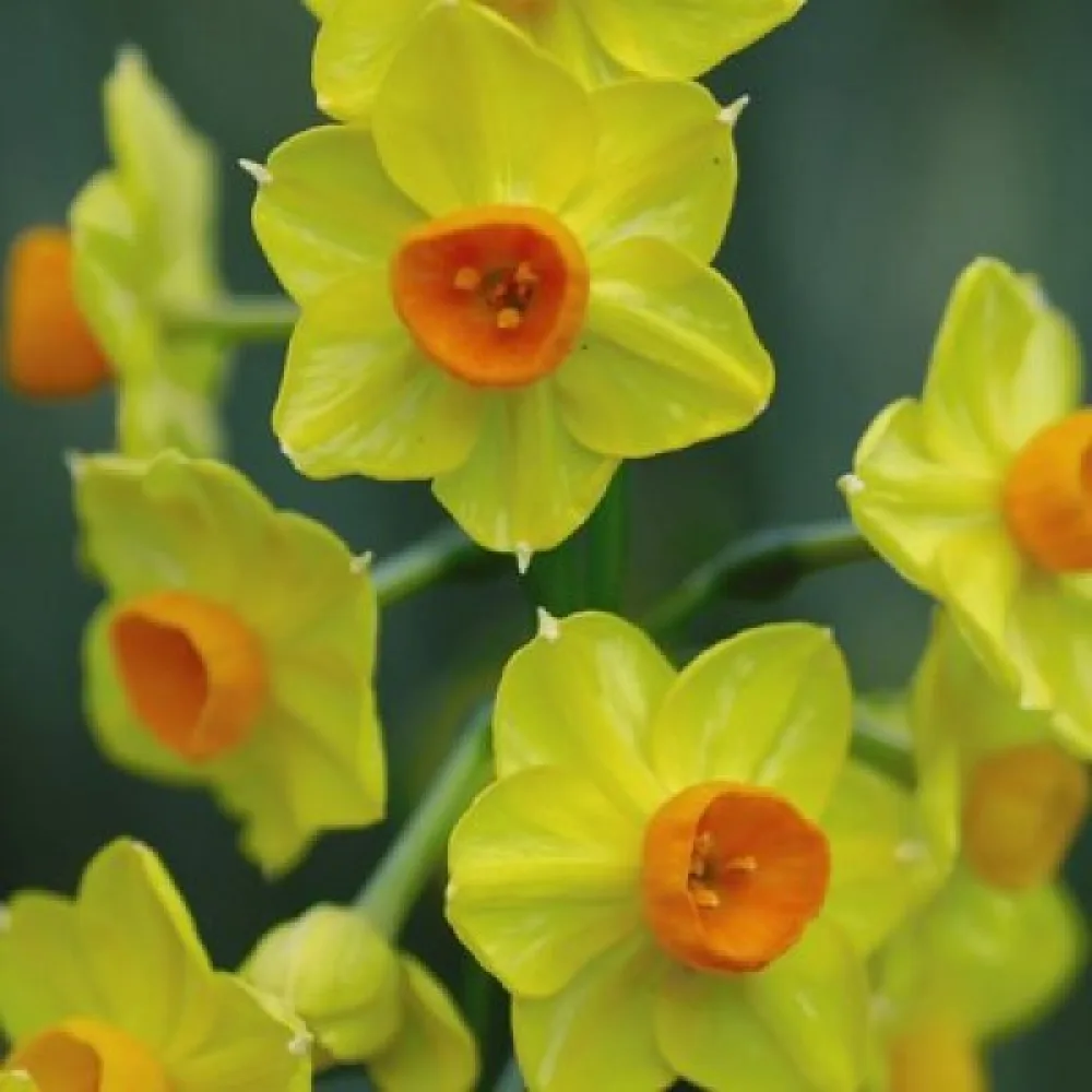 Narcis Cornish dawn