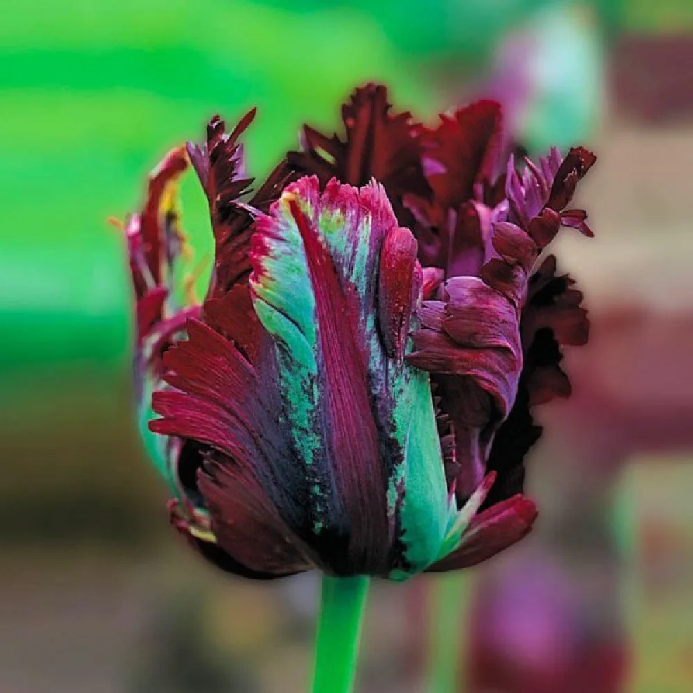 Tulipan Black Parrot (crni)