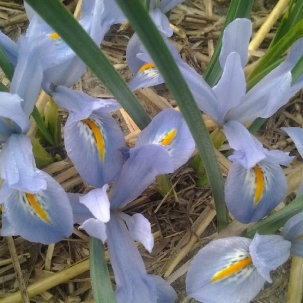 Iris BLUE PLANET (plavi)