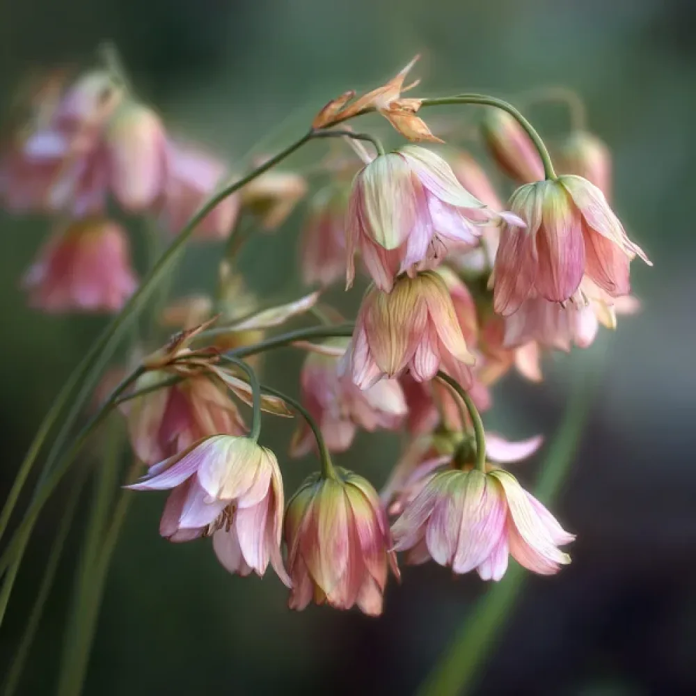 Medeni luk bugarski, kremasti (siculum ssp bulgaricum)