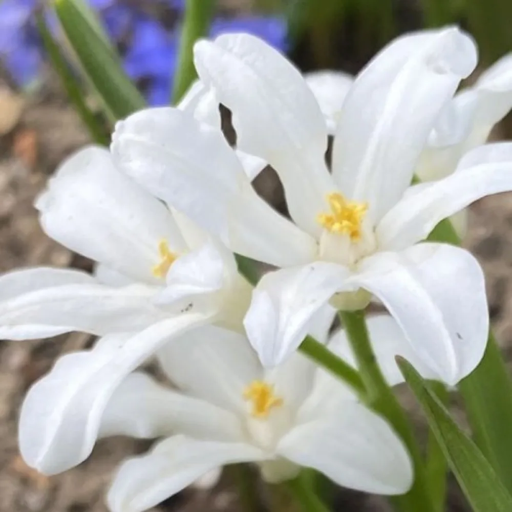 Hionodoksa Luciliae Alba (bijela)