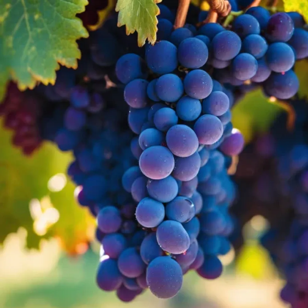Vinova loza Syrah - ranog dozrijevanja