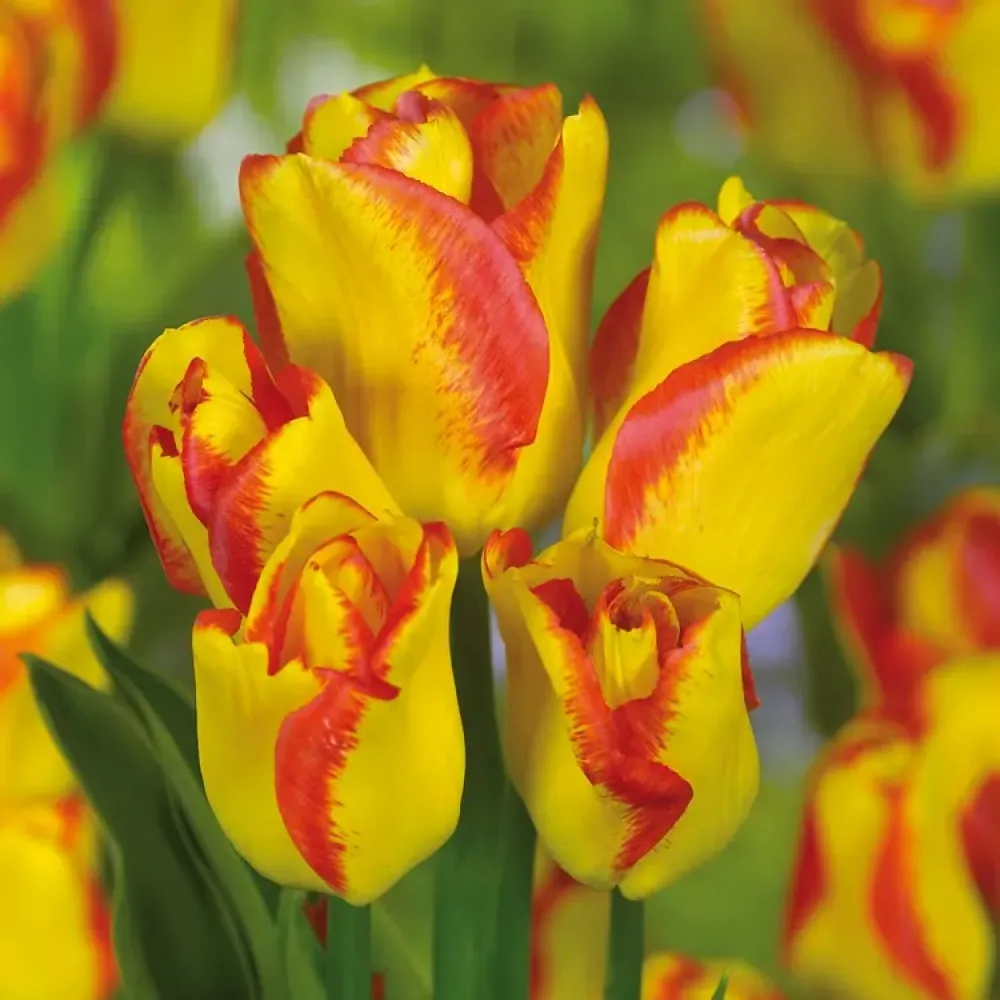 Tulipan Outbreak (narančasti)