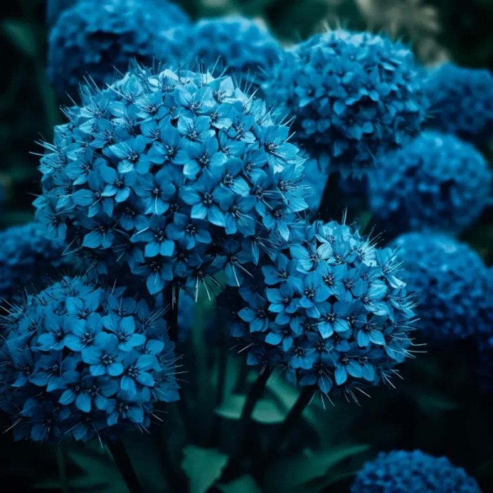 Ukrasni luk CAERULEUM (AZUREUM) (azurni)