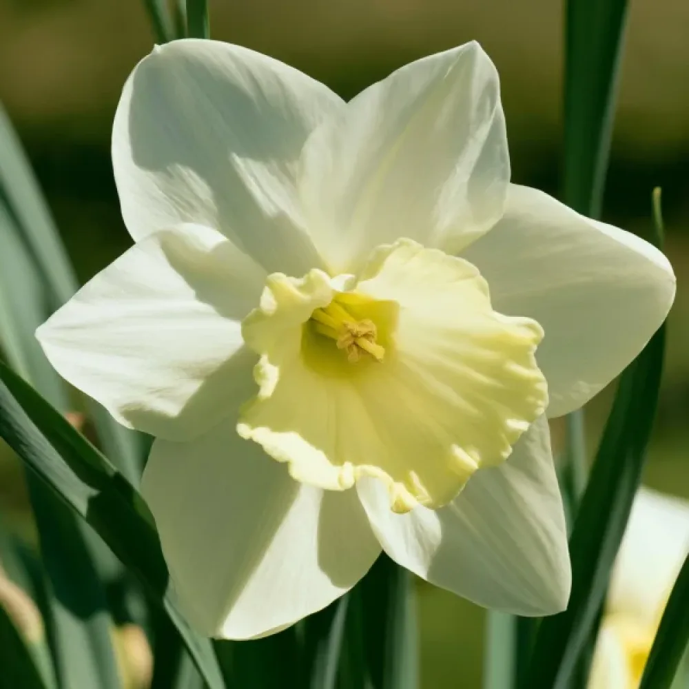 Narcis Pueblo bis (krem)