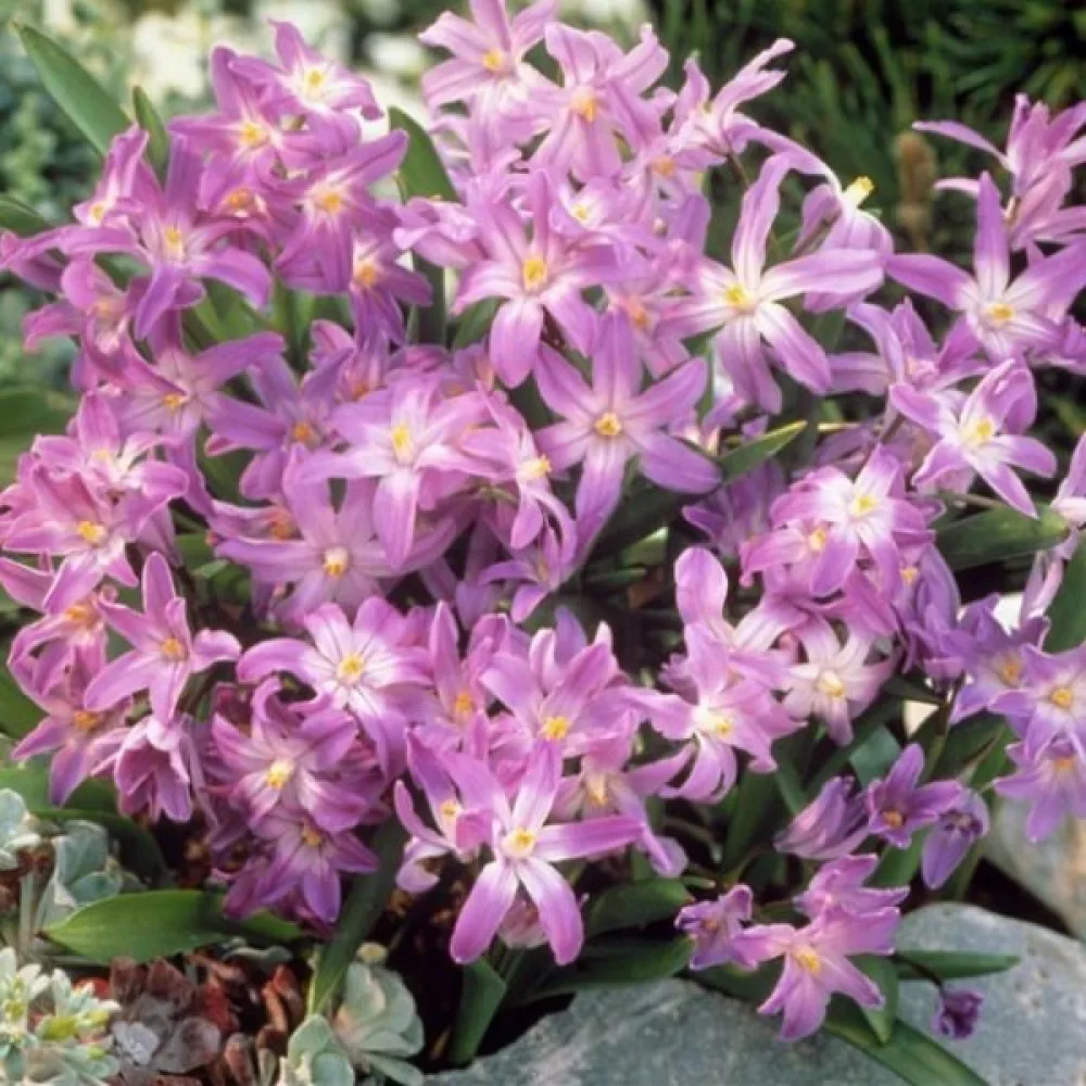 Hionodoksa Pink giant (ružičasta)