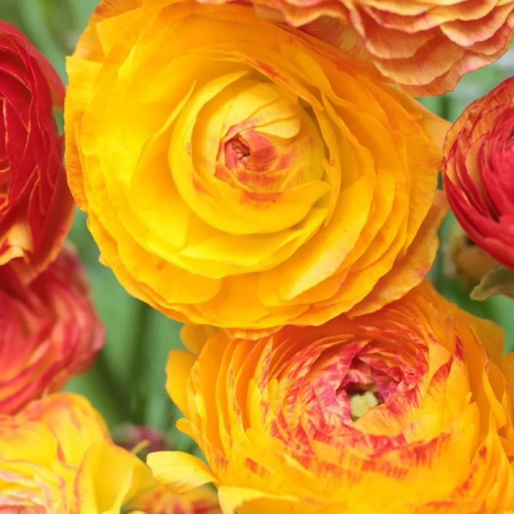 Ranunkulus picotee orange (narančasti)