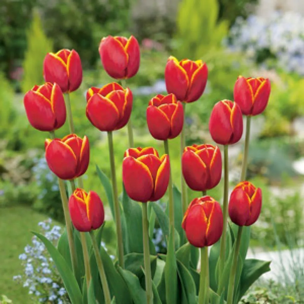 Tulipan Verandi (crveni)