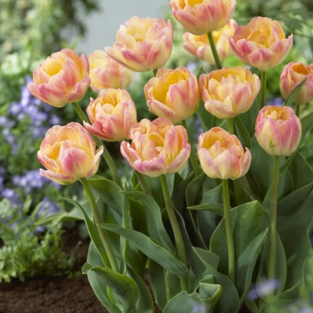 Tulipan Creme Upstar (kremasti)
