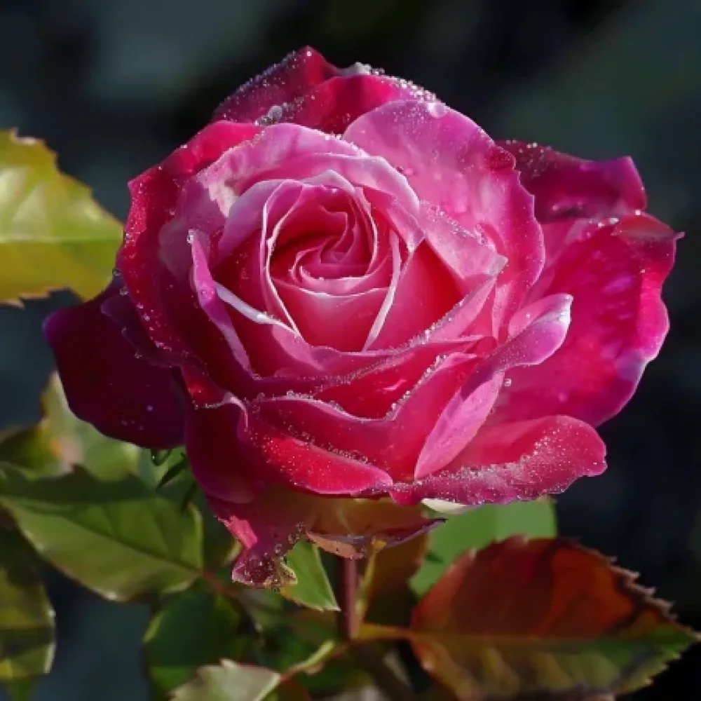 Ruža Dancing Petal - golog korijena