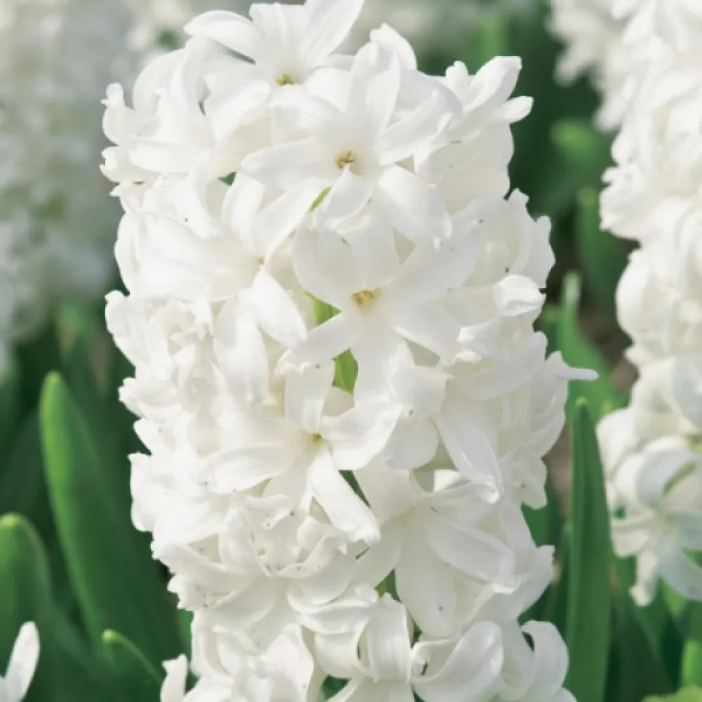 Zumbul White Pearl (bijeli)