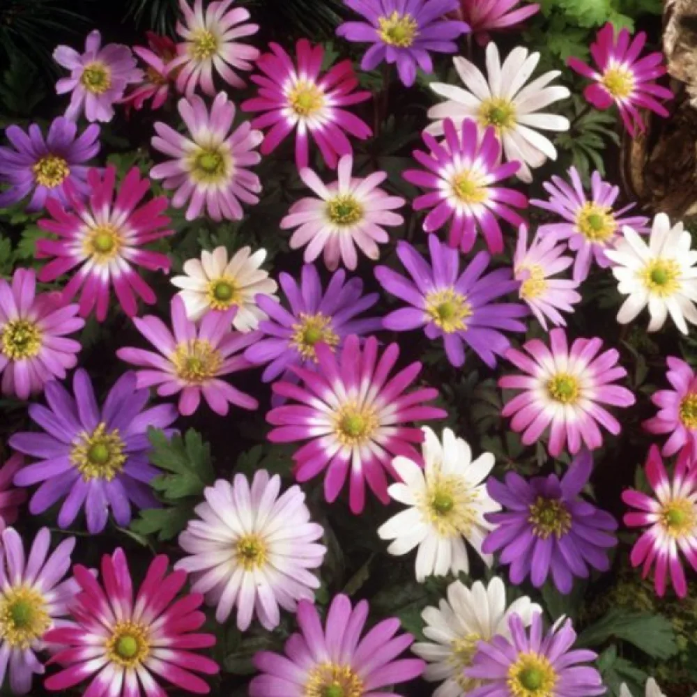 Anemona Blanda mixed (mješavina)
