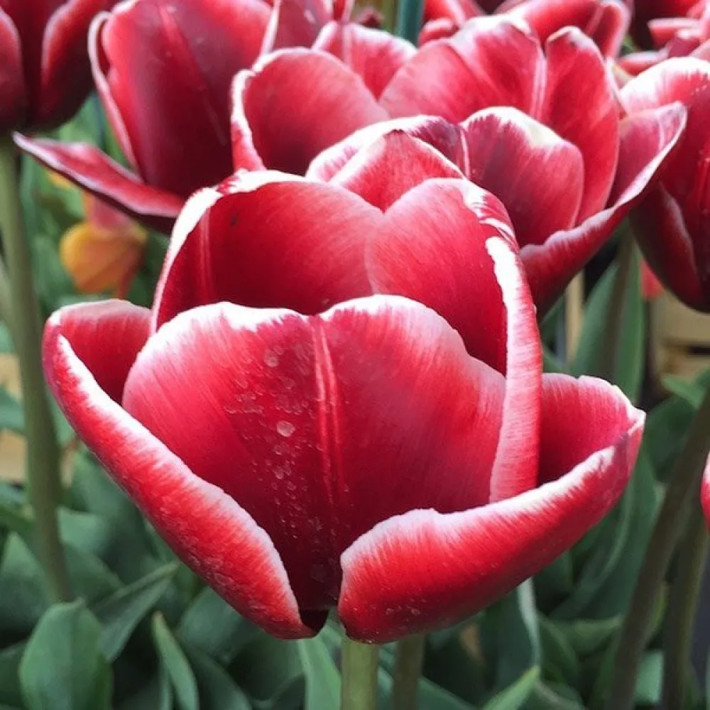 Tulipan Armani (vinskocrveni)