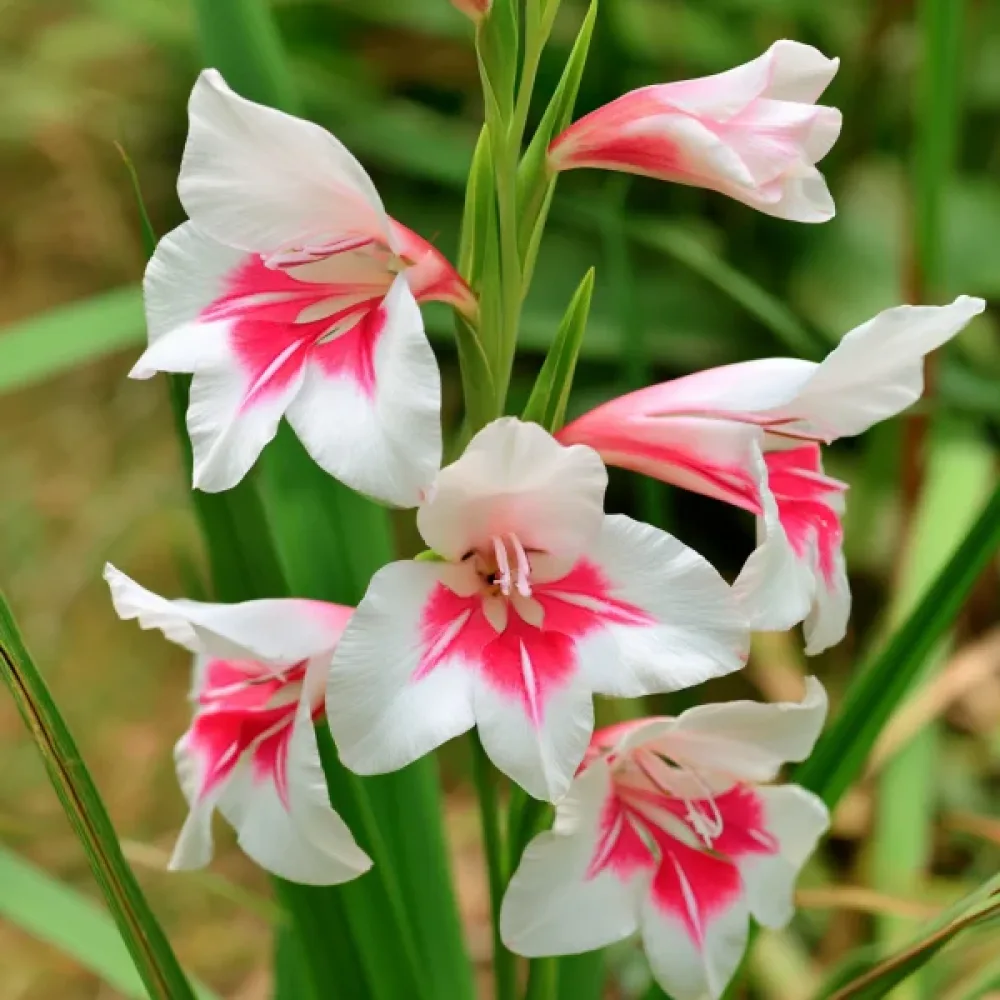 Gladiola Prins Claus Nanus