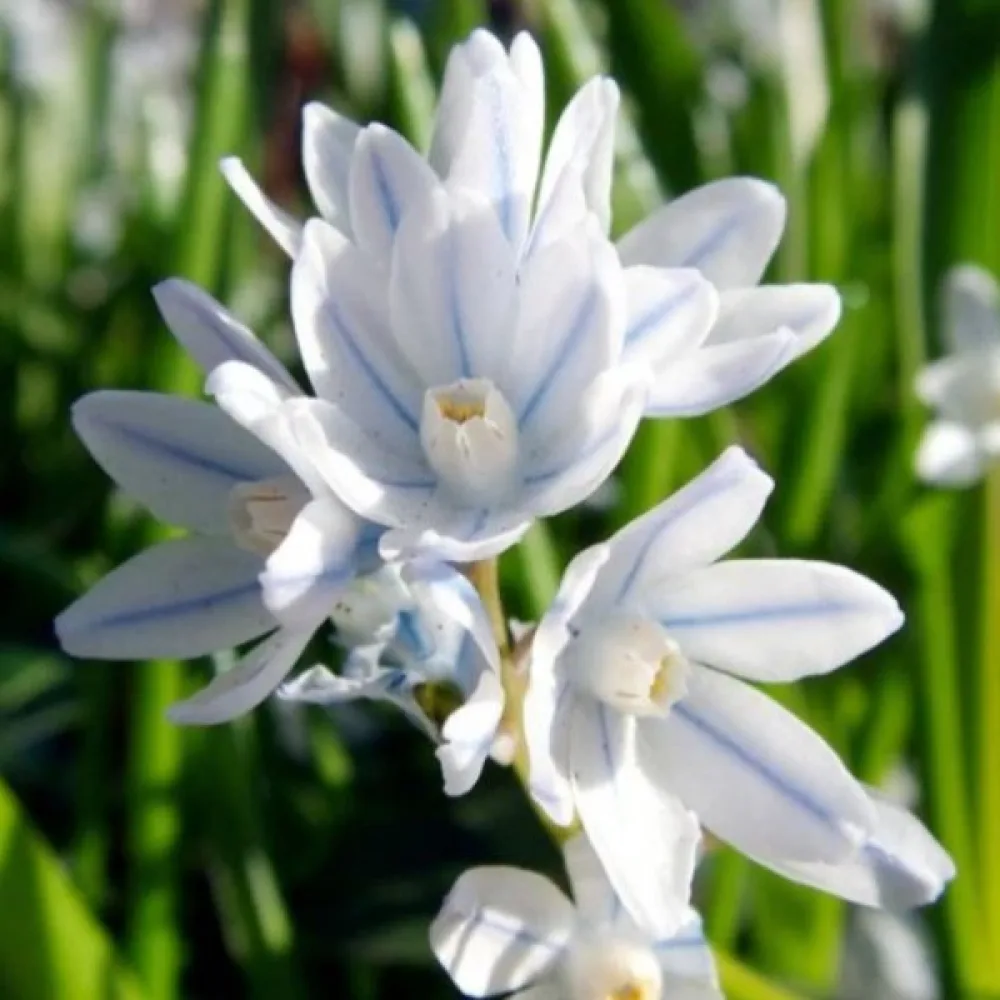 Puškinija scilloides var. libanotica (plava)