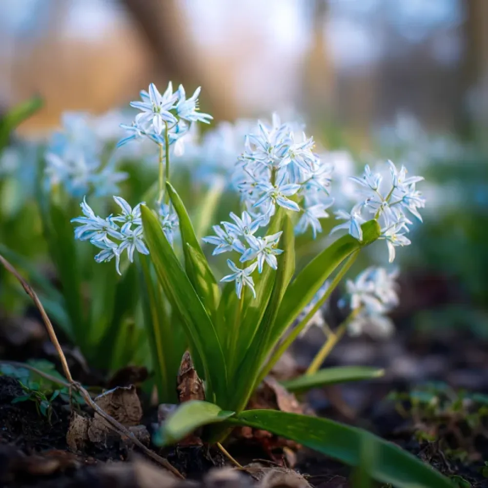 Procjepak Siberica Alba (bijeli)