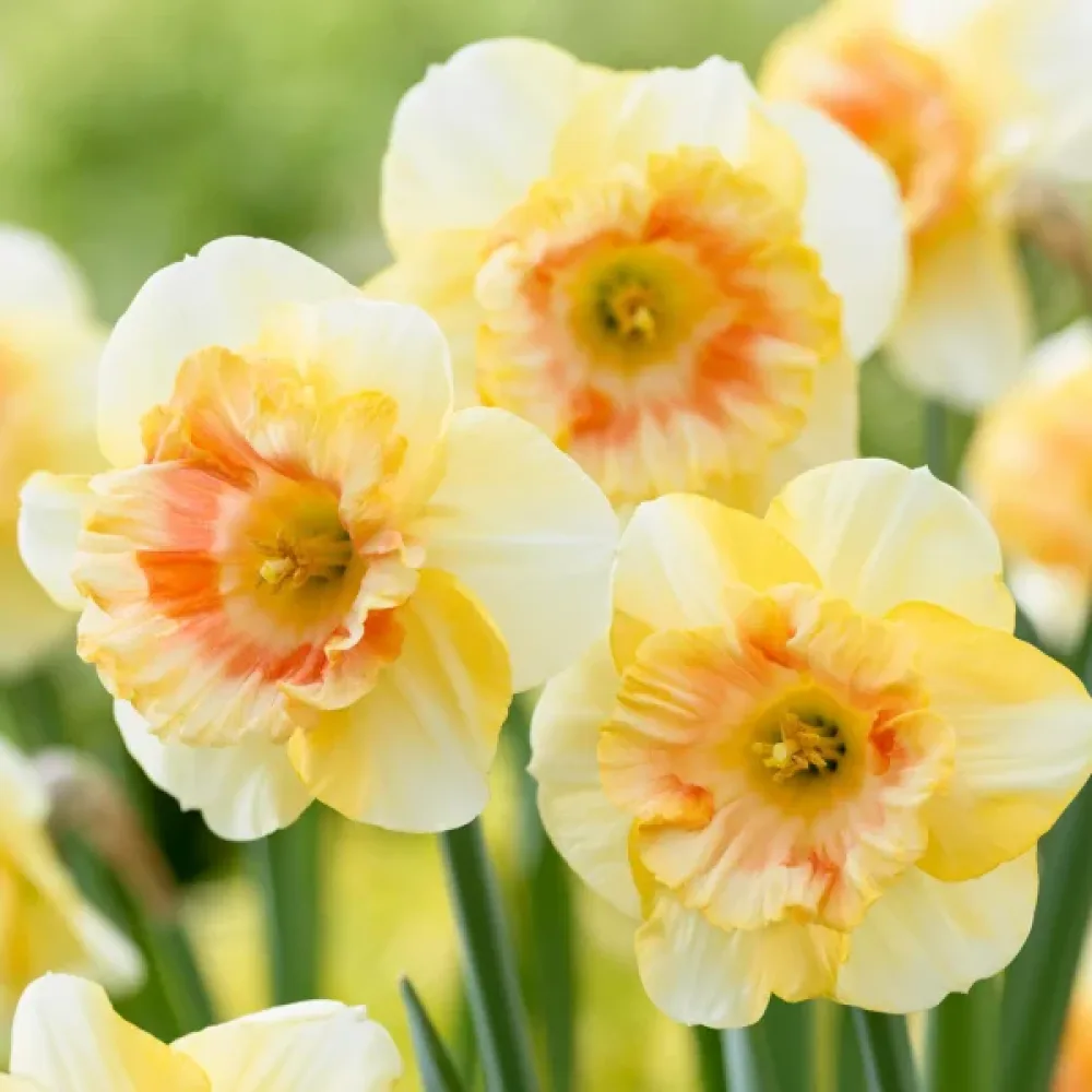 Narcis Yazz (narančasti)