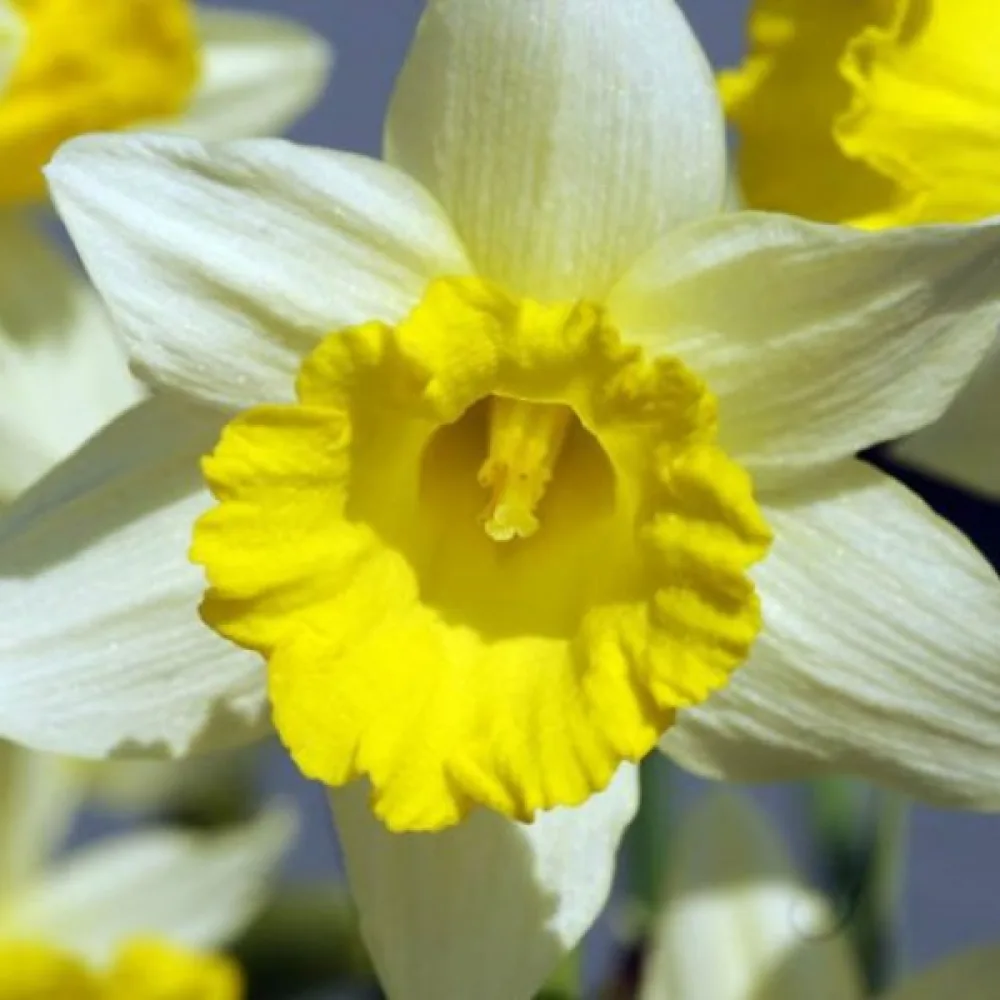 Narcis Topolino (žuti)