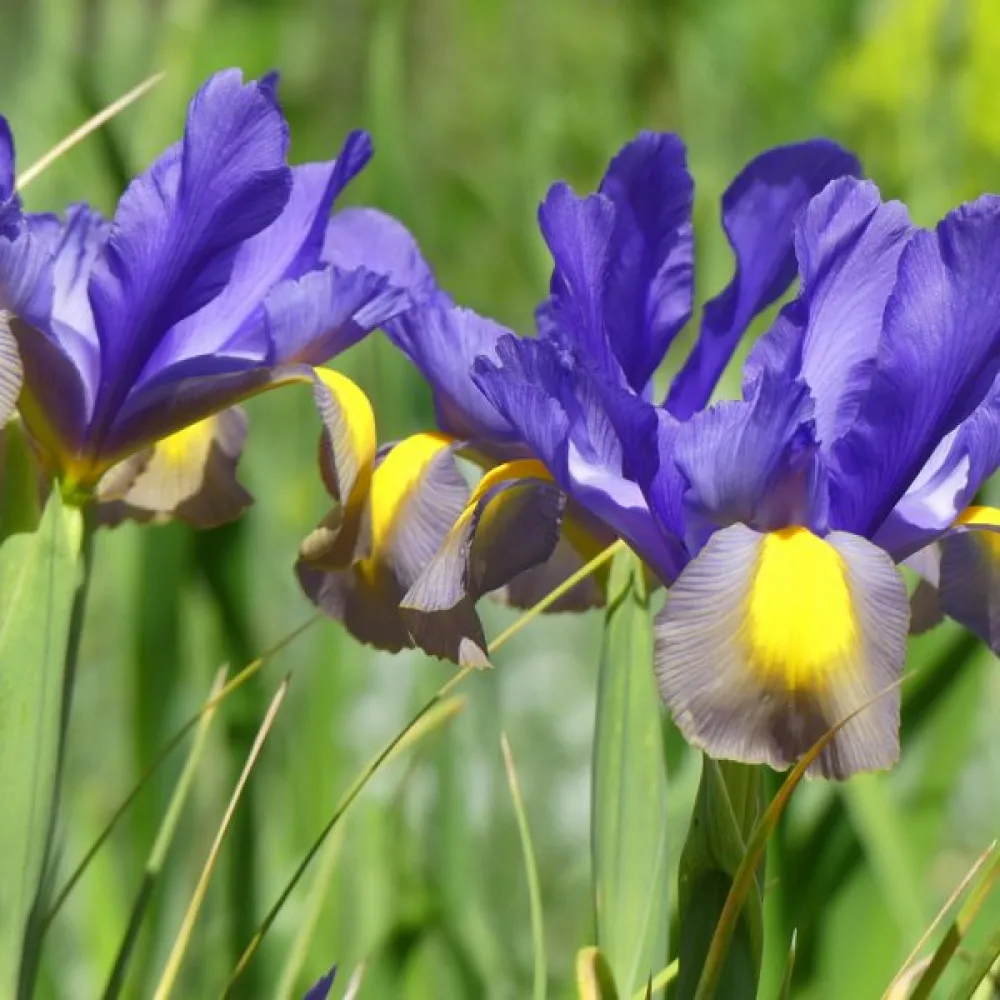 Iris Frans Hals (narančasti)