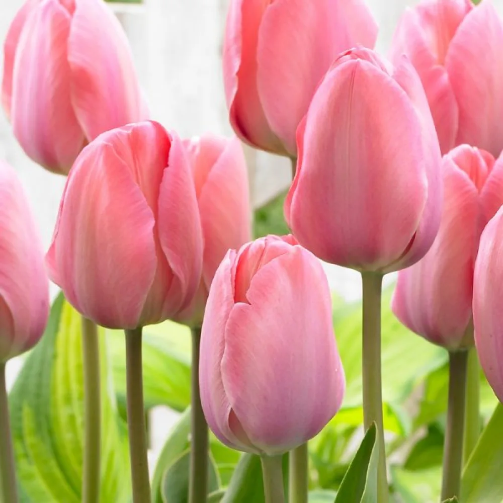 Tulipan Mystic Van Eijk