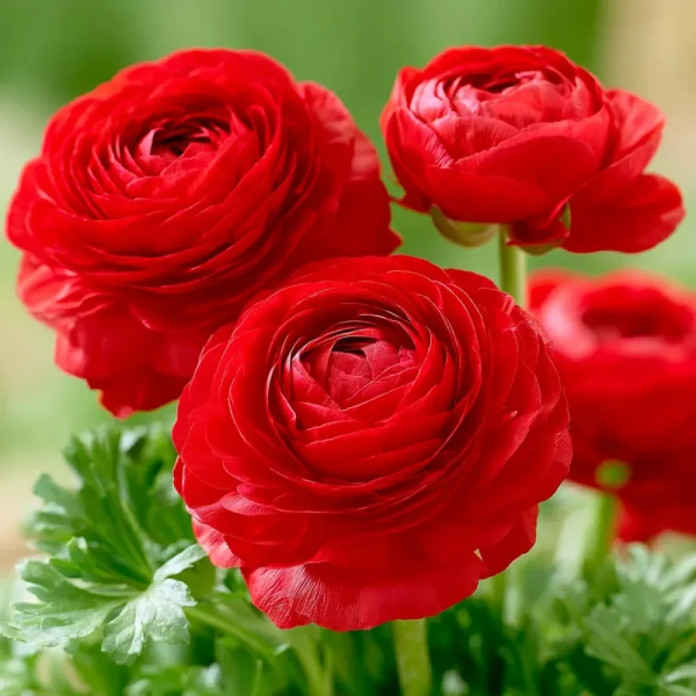 Ranunkulus Red Tomer (crveni)