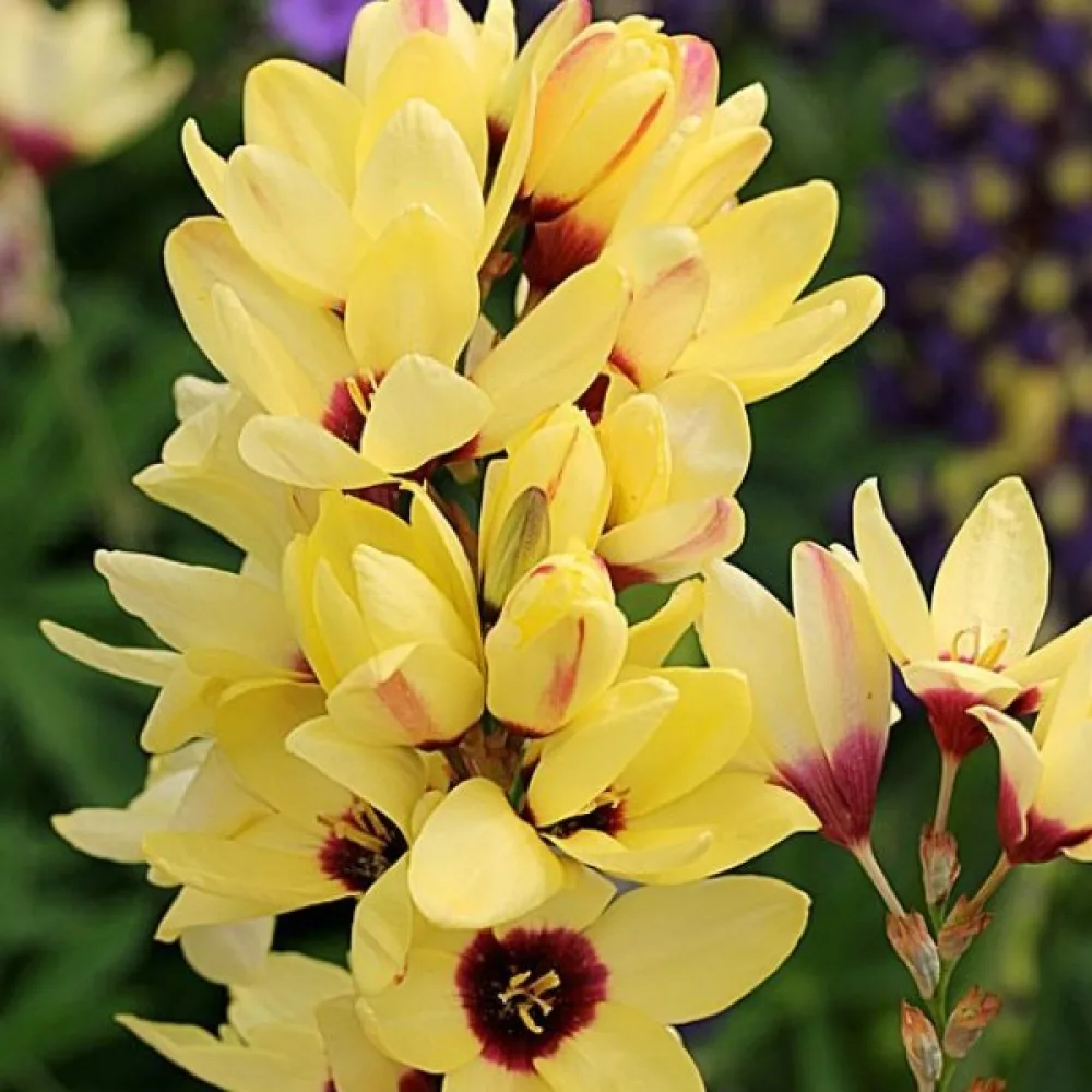 Iksija YELLOW EMPEROR (žuta)