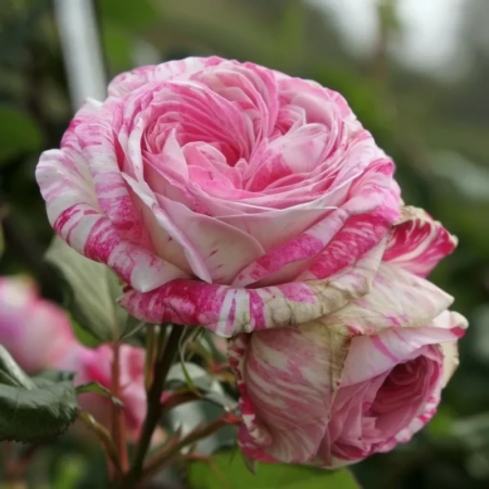 Ruža Floral Whirl - golog korijena