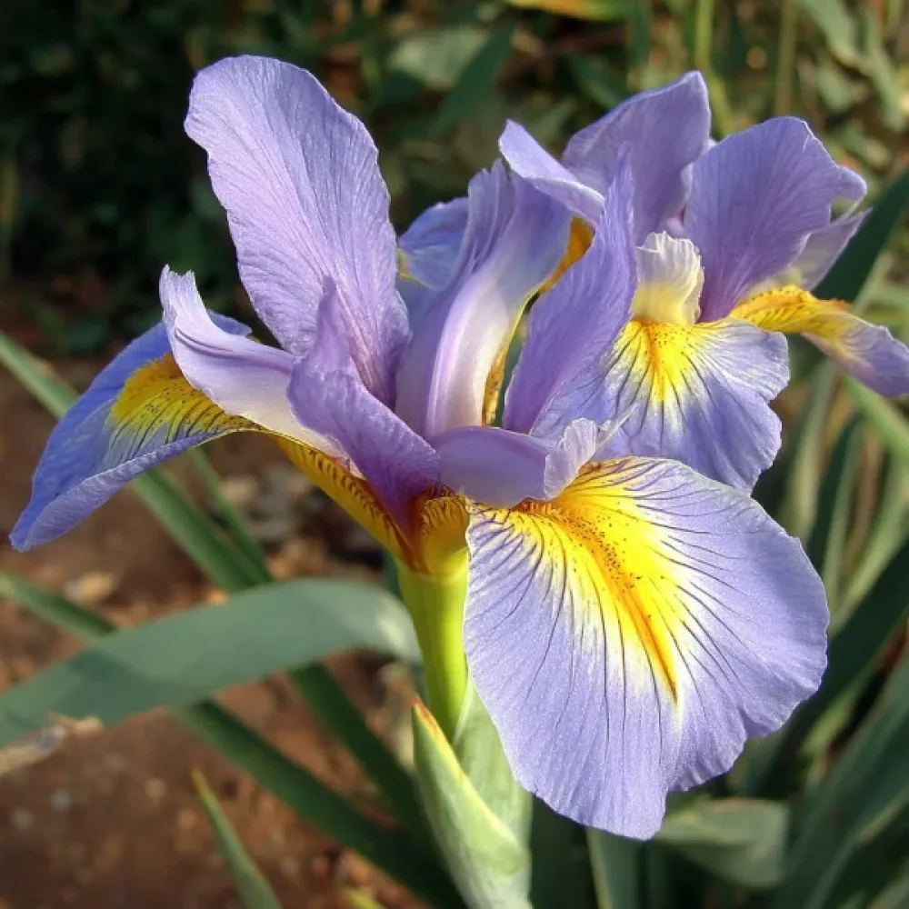 Iris King Mauve (kraljevski ljubičasti)