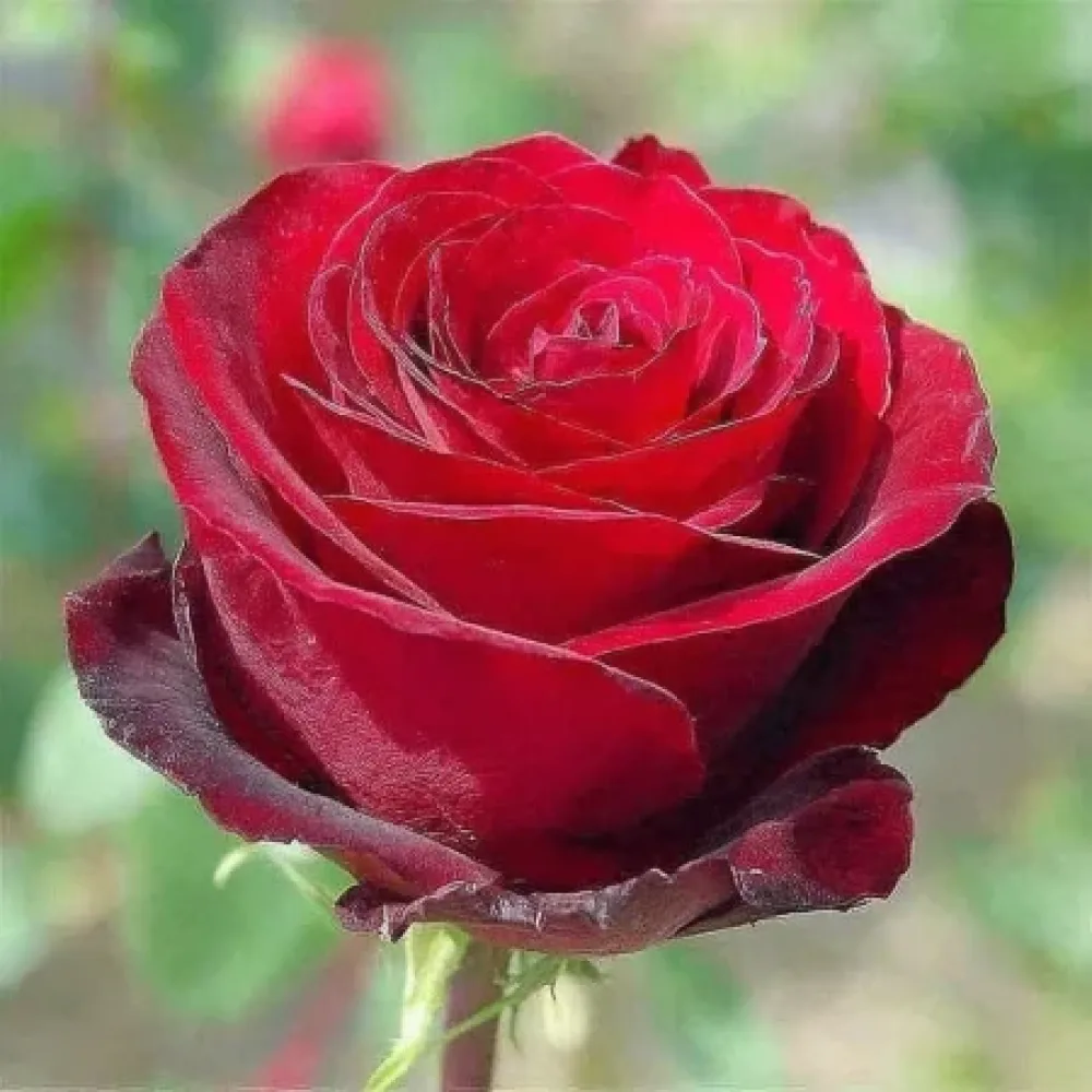 Ruža Ruby Eternity (rubin crvena) - golog korijena