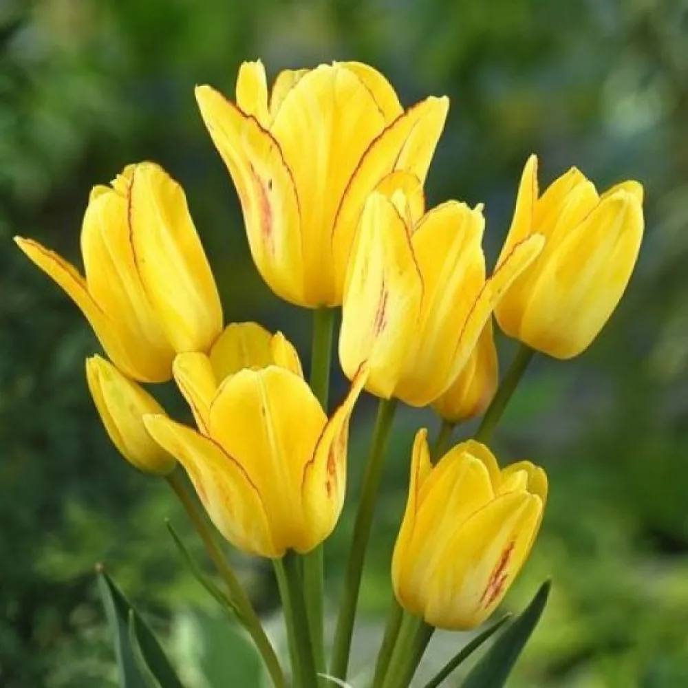 Tulipan Sunshine club (žuti)