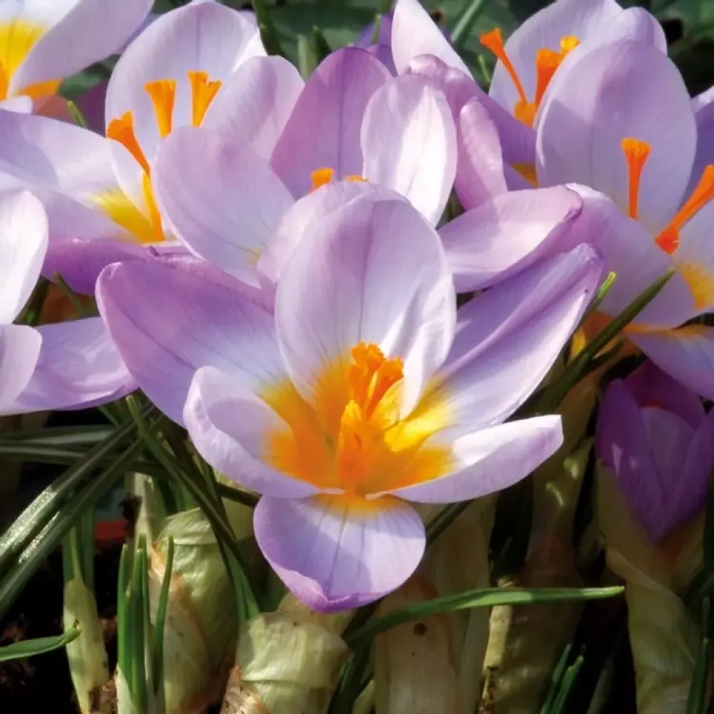 Krokus Firefly (ljubičasti)