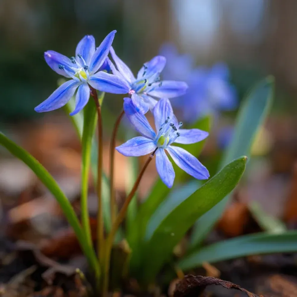 Procjepak Bifolia Blue (plavi)