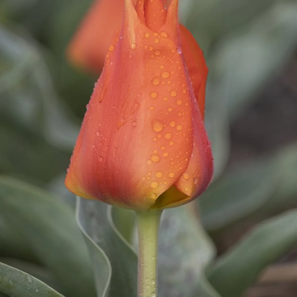 Tulipan Miramare (narančasti)